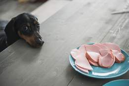 dog begging for meat from table